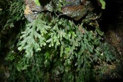 Trichomanes endlicherianum. Fertile fronds growing on rock. 
 Image: L.R. Perrie © Leon Perrie 2013 CC BY-NC 3.0 NZ